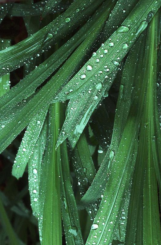 WT 0066 001-06 Hawaii.jpg